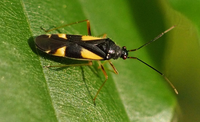 Vierfleck-Eichenwanze, Dryophilocoris flavoquadrimaculatus